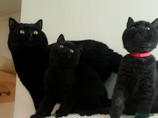British Shorthair cats Exceptional Pedigree BSH Kittens - Advert 5