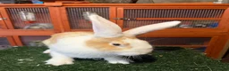 Continental Giant rabbits for sale: Pure breed continental giants female  - Advert 6