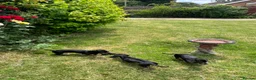 Miniature Dachshund dogs for sale: KC MINI DACHSHUND BLACK TAN GIRLS - Advert 8