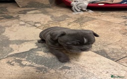 Olde English Bulldogge dogs for sale: 2 male gorgeous Ild English Bulldogs - Image 17