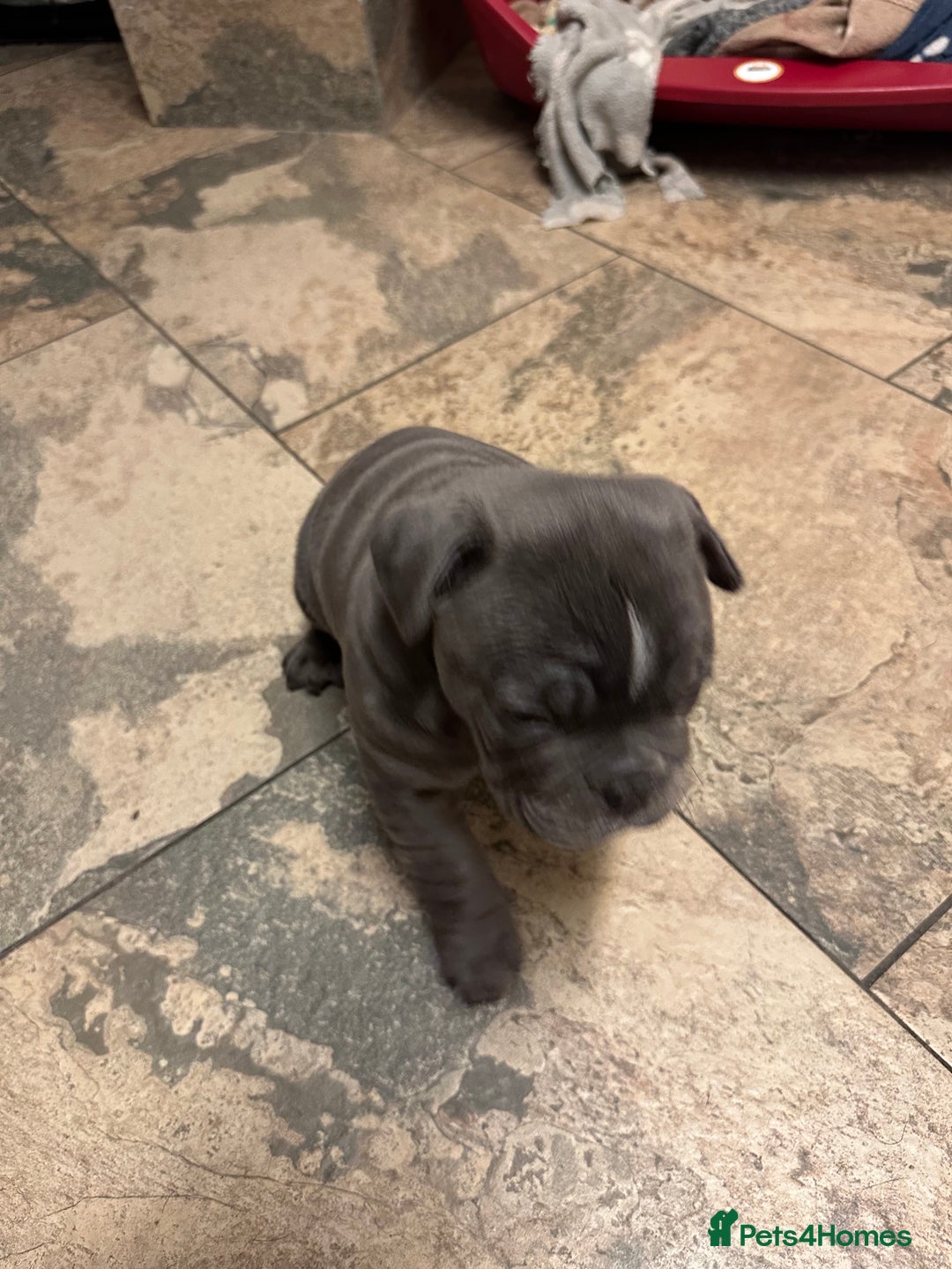 Olde English Bulldogge dogs for sale: 2 male gorgeous Ild English Bulldogs - Image 17