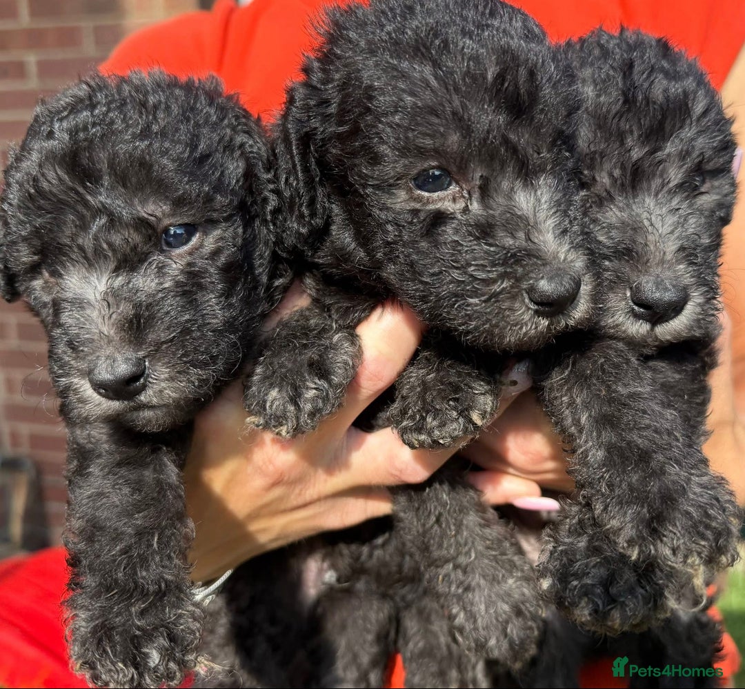 Bedlington Terrier dogs for stud: KC Registered Bedlington Terrier Stud in Ferryhill - Image 26