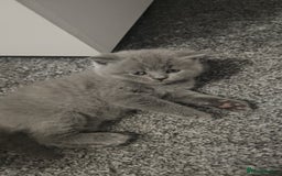 British Shorthair cats for sale: Pretty British shorthair  - Image 9