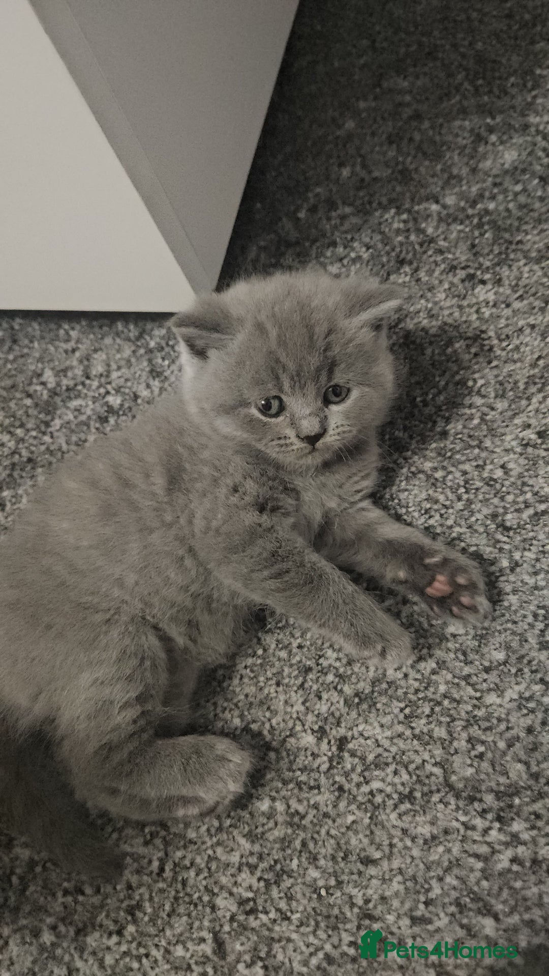 British Shorthair cats for sale: Pretty British shorthair  - Image 9