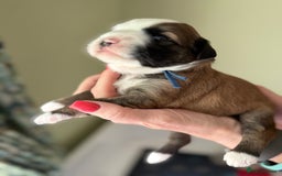 Tibetan Terrier dogs for sale: Gold Sable & White Tibetan Terrier Girl - Image 12