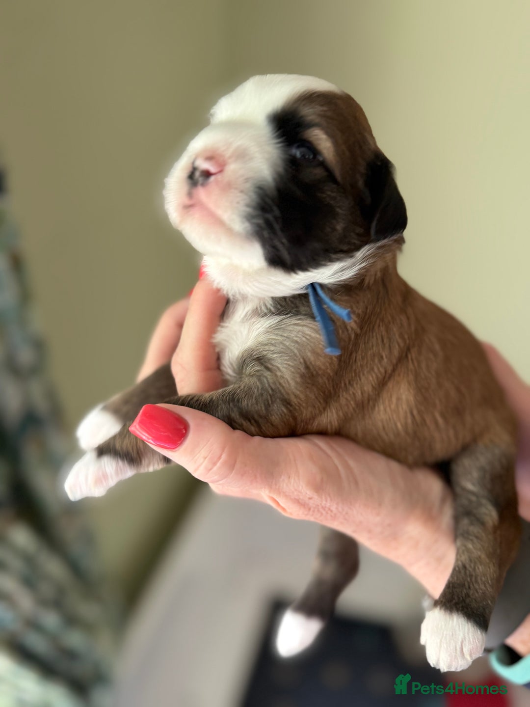 Tibetan Terrier dogs for sale: Gold Sable & White Tibetan Terrier Girl - Image 12