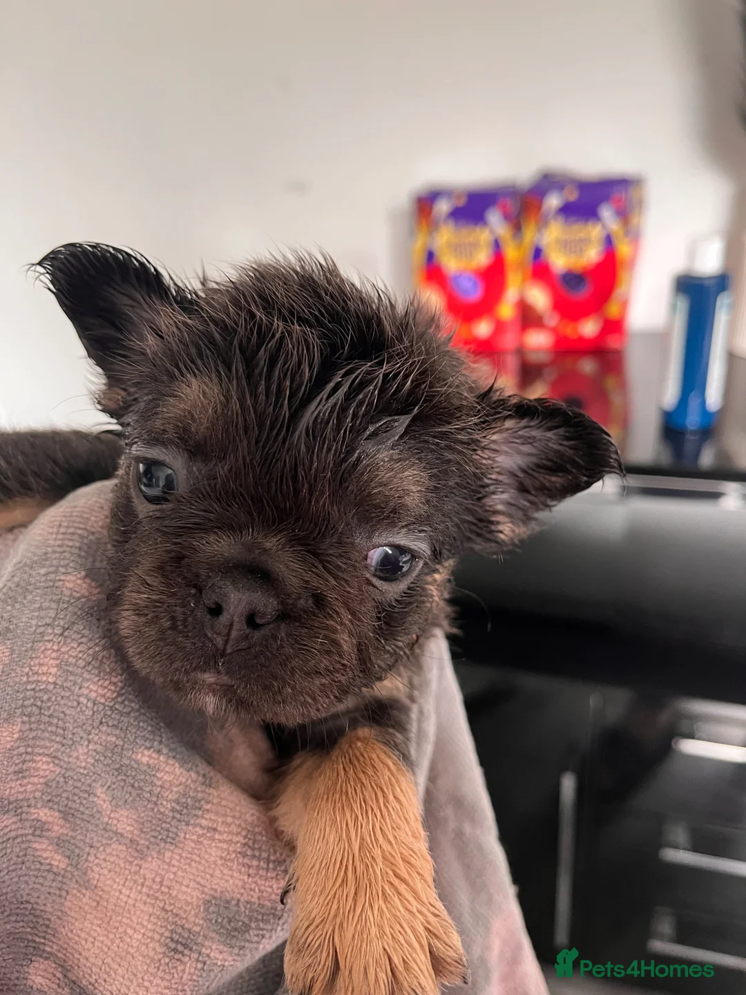 French Bulldog dogs for sale: Stunning French bulldogs  - Advert 2