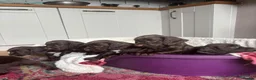 Cocker Spaniel dogs for sale: Beautiful KC registered Working Cocker Spaniel - Advert 2