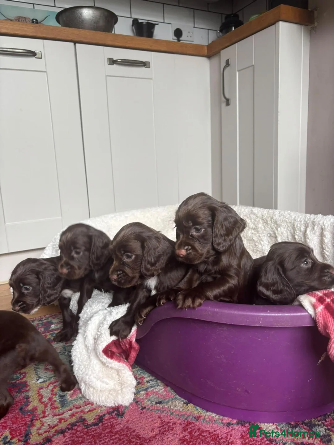 Cocker Spaniel dogs for sale: Beautiful KC registered Working Cocker Spaniel - Advert 2