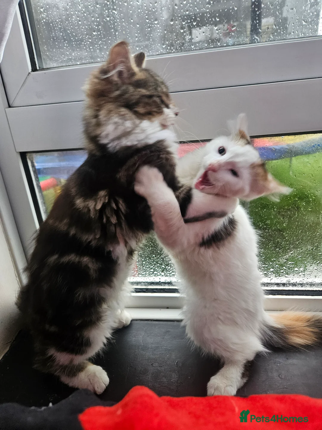 Mixed Breed cats for sale: ​🐾 Precious Bottle-Fed & Hand-Raised Kittens ❣️ - Advert 9