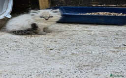Ragdoll cats for sale: Ragdoll kittens - Image 14