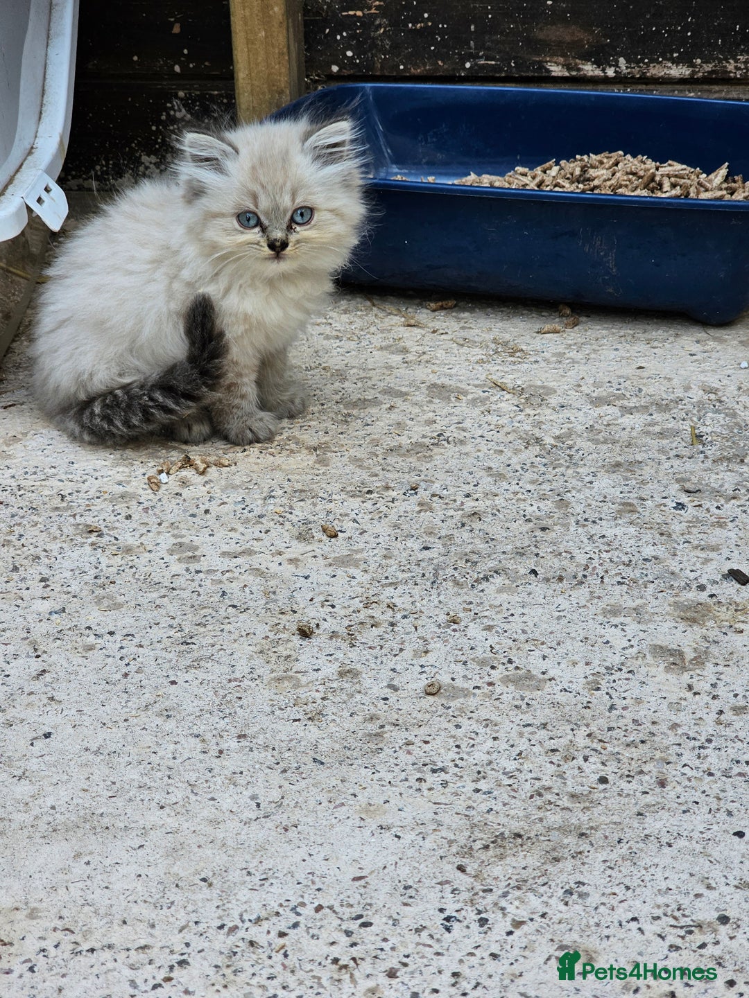 Ragdoll cats for sale: Ragdoll kittens - Image 14