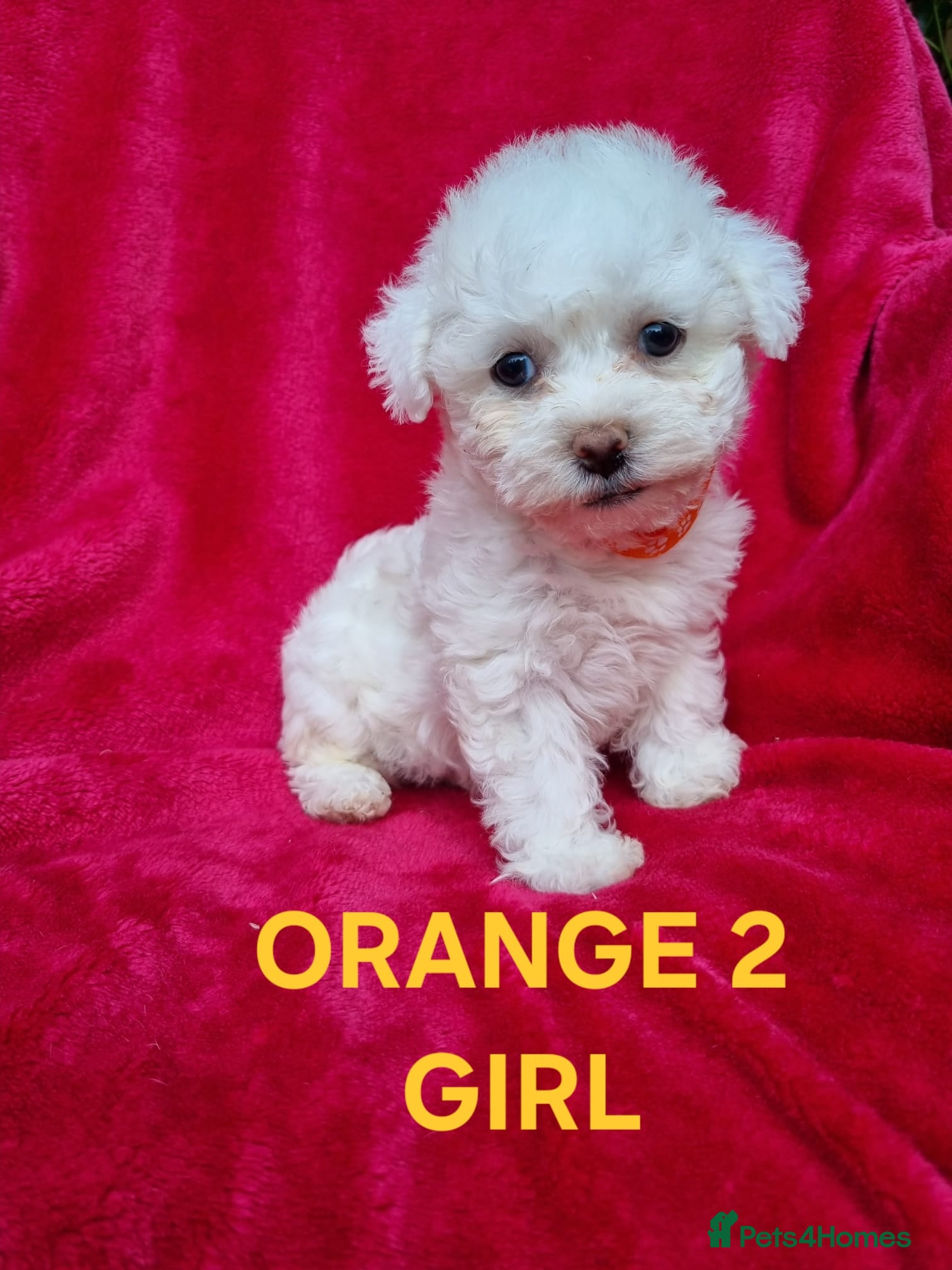 Mixed Breed dogs Bichon puppies for sale - Advert 6