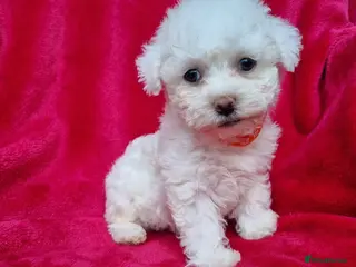 Mixed Breed dogs Bichon puppies for sale - Advert 14