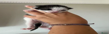 Mixed Breed Kitten 2