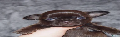 Chocolate Girl