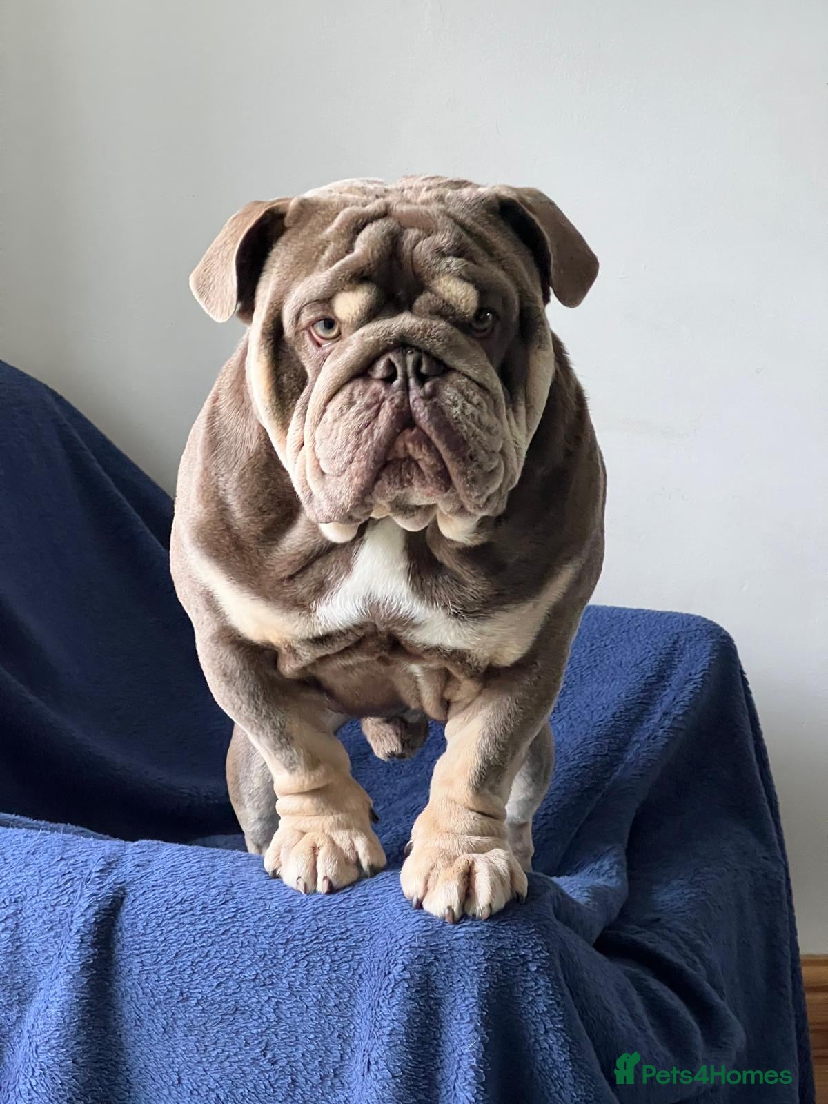 English Bulldog dogs Arthur the English bulldog  - Advert 1