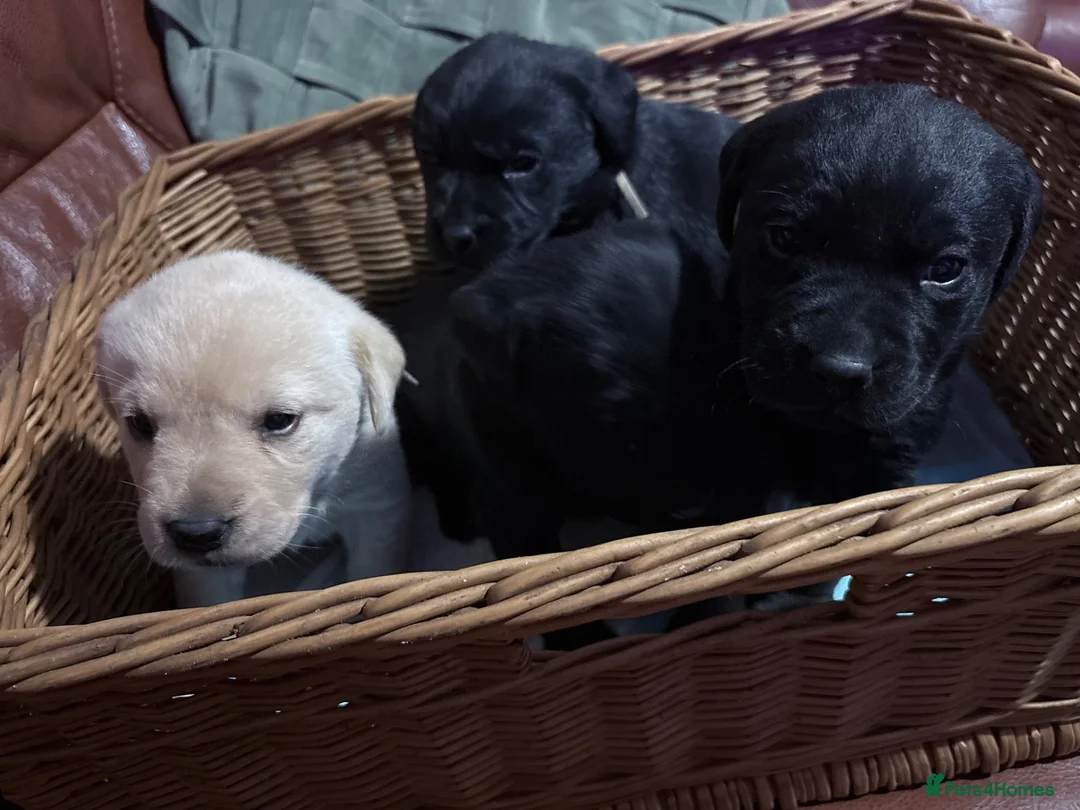 Labrador Retriever dogs for sale: Labrador puppies - Advert 1