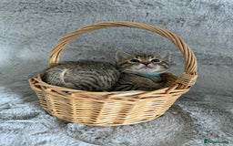 Bengal cats for sale: Stunning bengal kittens for sale to loving home - Image 13