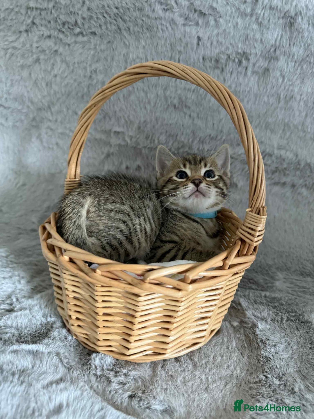 Bengal cats for sale: Stunning bengal kittens for sale to loving home - Image 13