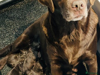 Labrador Retriever dogs Chunky chocolate Labrador puppies - Advert 2