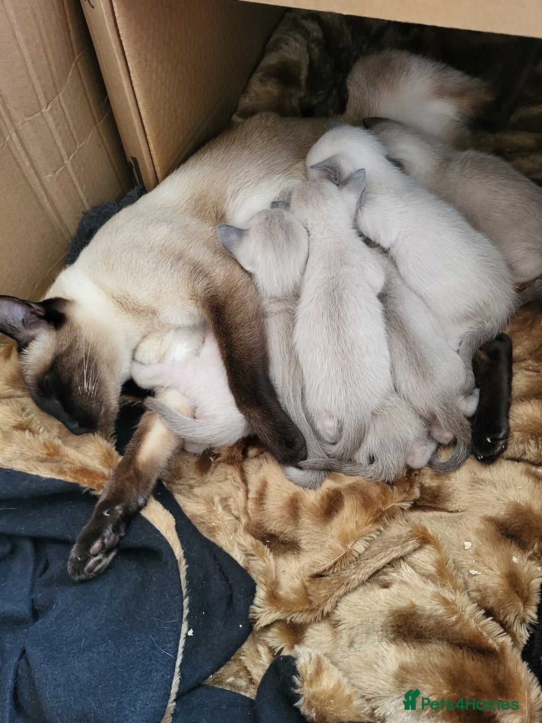 Siamese cats for sale: Old Style Siamese Kittens. Raised with love & care - Image 22