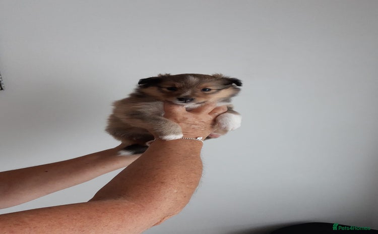 Shetland Sheepdog dogs - Advert 1