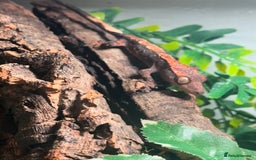 Gecko reptiles for sale: Brown Dalmatian Crested Gecko in Banbury - Image 23