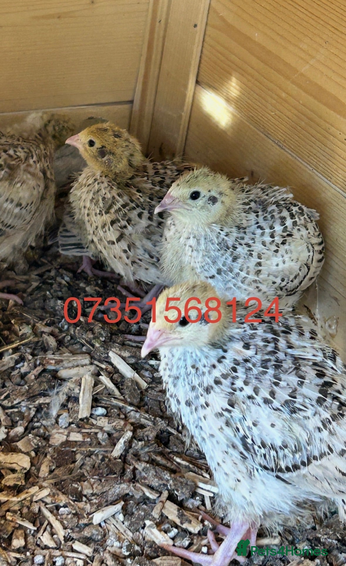 Quail poultry 2-3 months old breeding male quails  - Advert 13