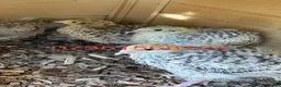 Quail poultry for sale: 2-3 months old breeding male quails  in Worcester Park - Advert 1