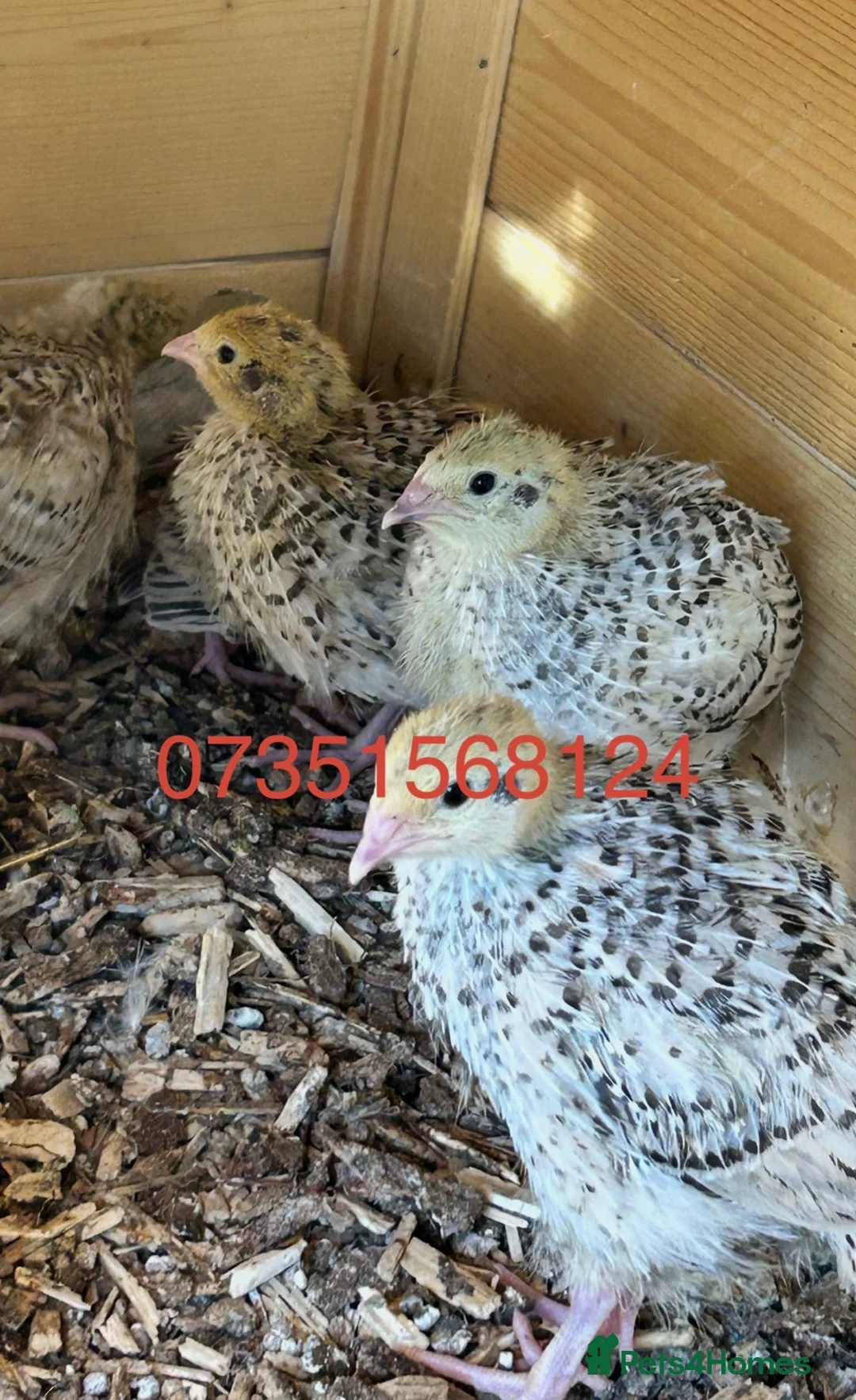 Quail poultry for sale: 2-3 months old breeding male quails  in Worcester Park - Advert 1