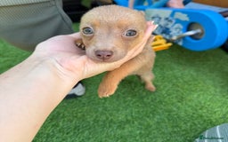 Jack Russell dogs for sale: Miniature Jack Russell puppies Ready to leave in Gillingham - Image 23