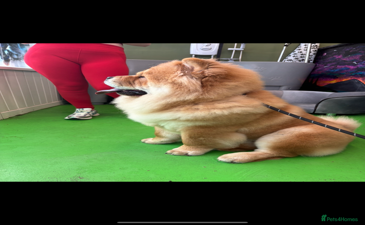 Chow Chow dogs - Advert 9
