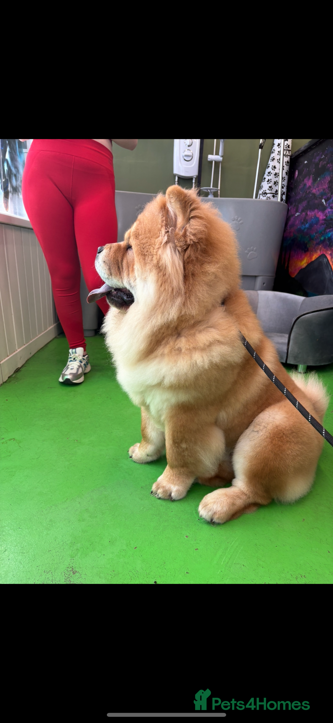 Chow Chow dogs for stud: 🐾 Simba – The Ultimate Cinnamon Teddy Bear! 🏆 - Image 1