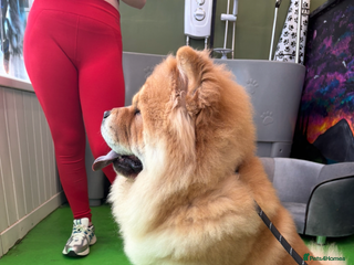 Chow Chow dogs 🐾 Simba – The Ultimate Cinnamon Teddy Bear! 🏆 - Advert 1