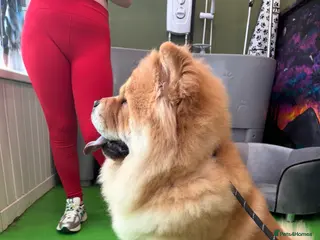 Chow Chow dogs 🐾 Simba – The Ultimate Cinnamon Teddy Bear! 🏆 - Advert 11
