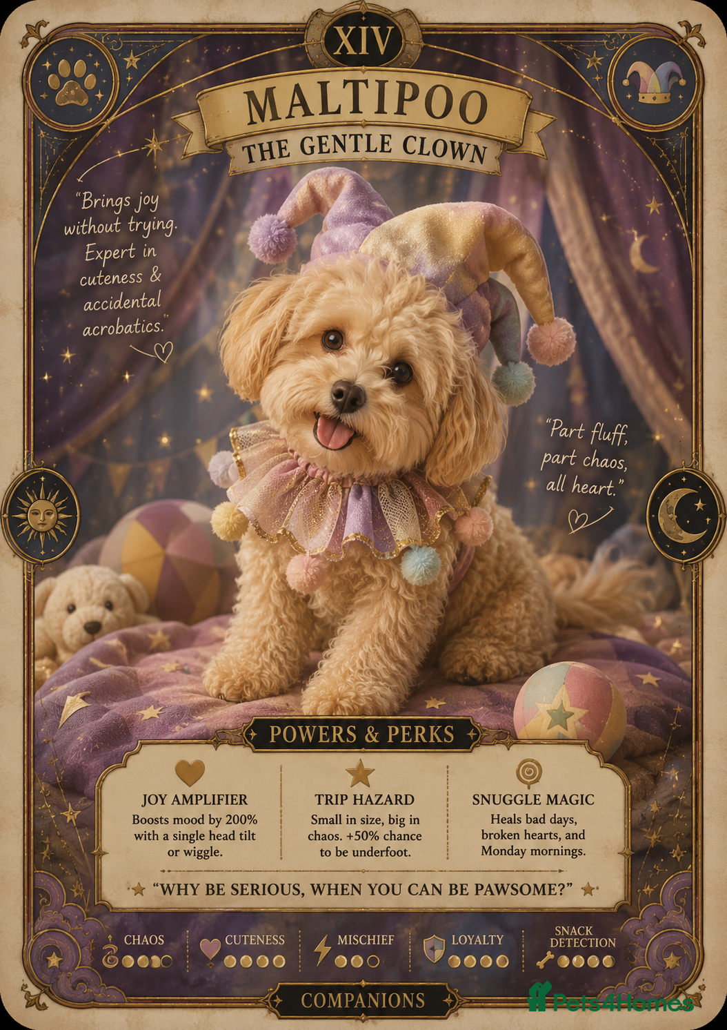 Maltipoo dogs 🧸5 stunning small teddy bears half Korean  🧸  - Advert 16