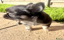 Chihuahua dogs for sale: Gorgeous Chihuahua Puppies  - Advert 10