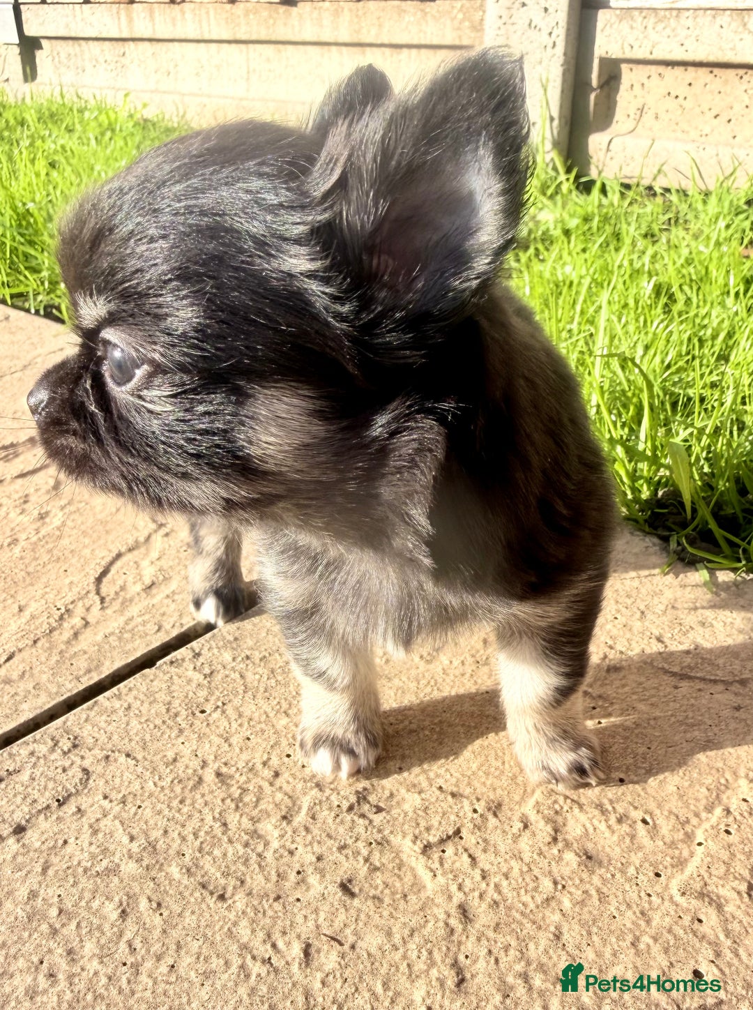 Chihuahua dogs for sale: Gorgeous Chihuahua Puppies  - Advert 10
