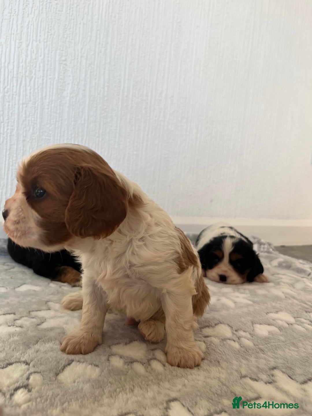Cavalier King Charles Spaniel dogs for sale: Cavalier King Charles puppy’s  - Advert 13