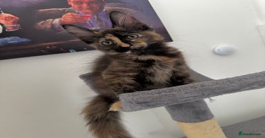 Maine Coon cats - Advert 7
