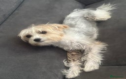 Yorkshire Terrier dogs for sale: Yorkshire terrier  - Image 1