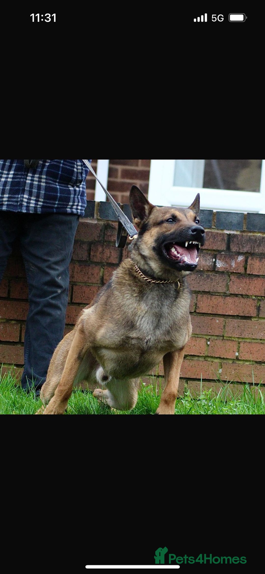 Belgian Shepherd Dog dogs for sale: Belgian malinois puppies - Image 17