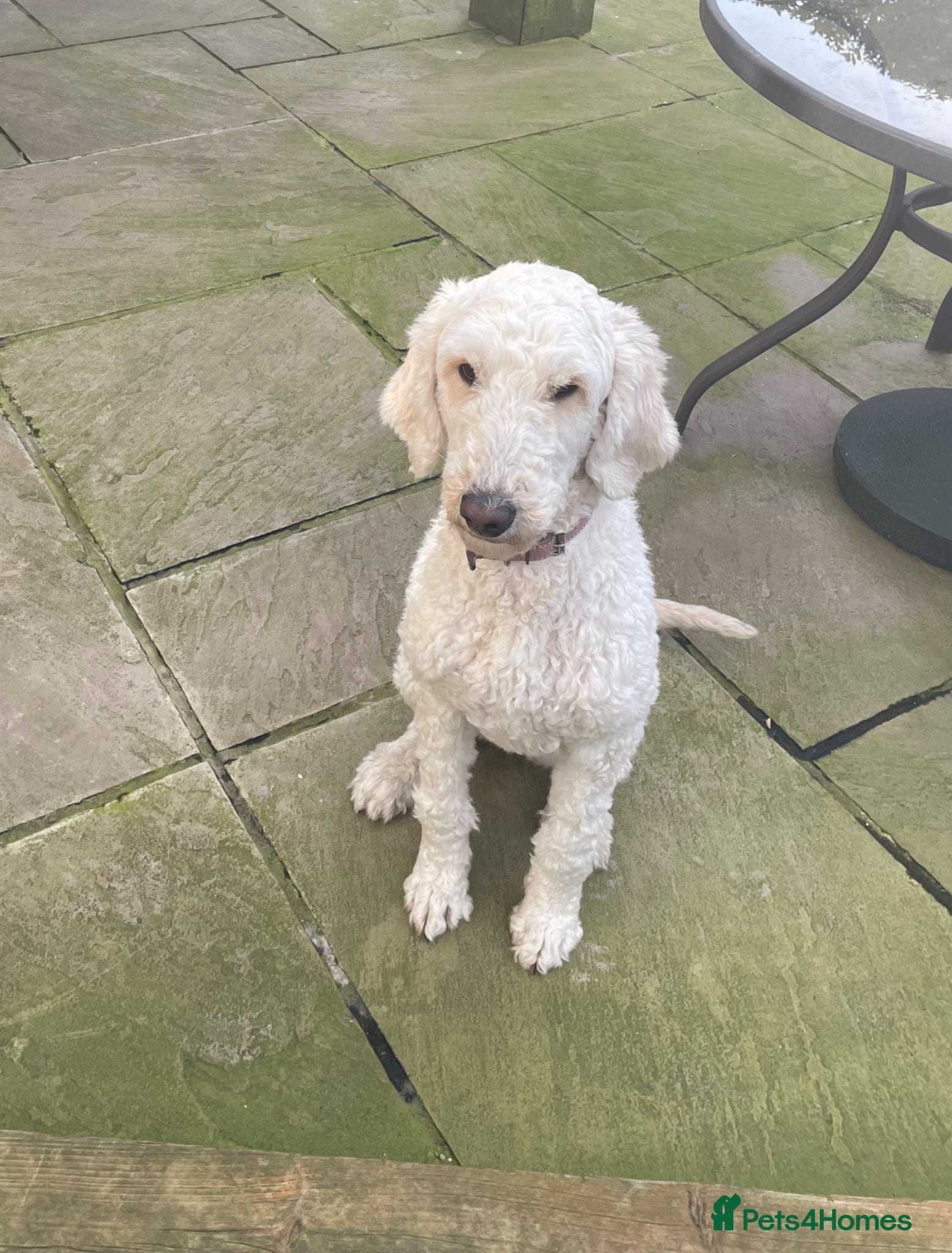 Goldendoodle dogs Female golden doodle for sale  - Advert 1