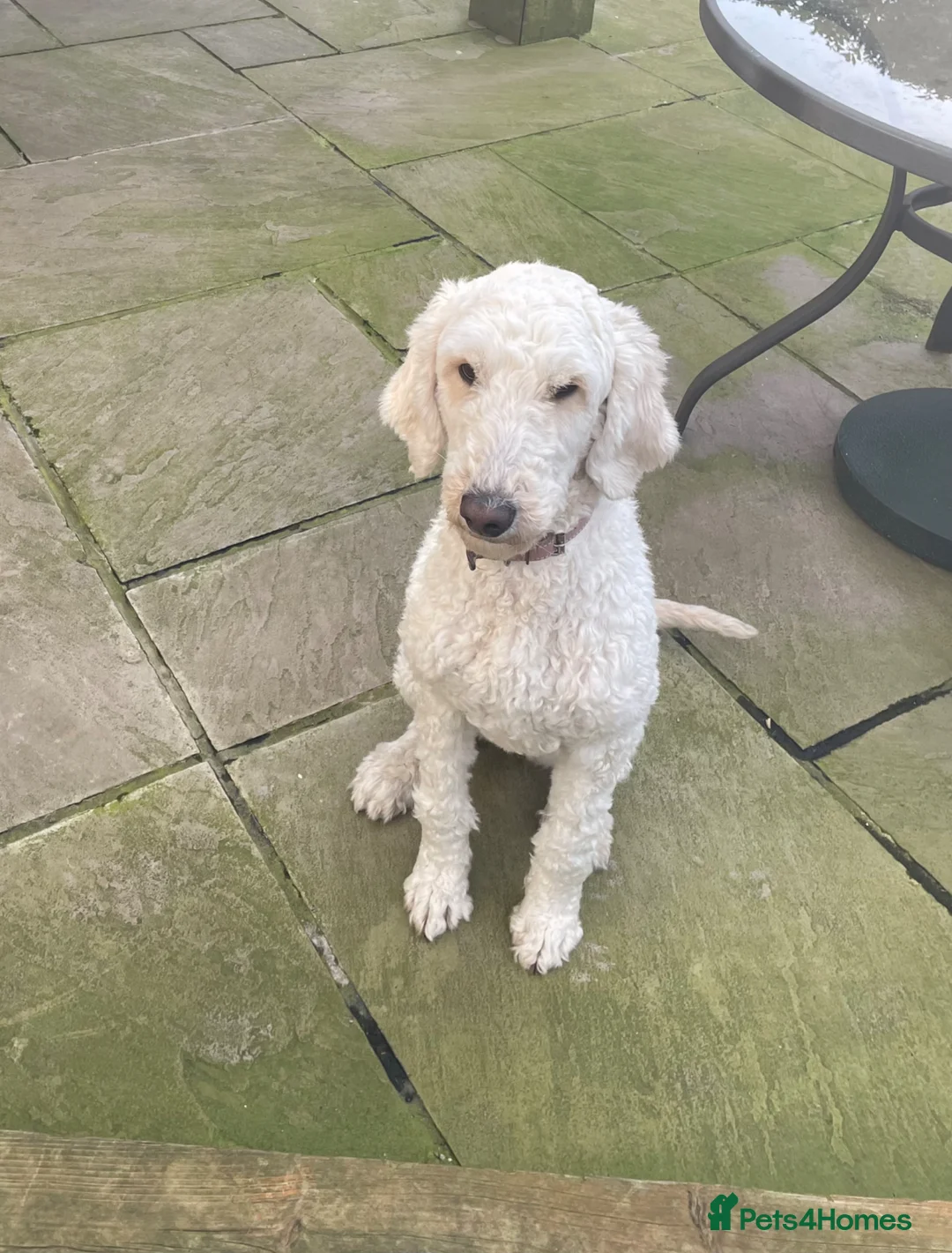 Goldendoodle dogs for sale: Female golden doodle for sale  - Advert 1