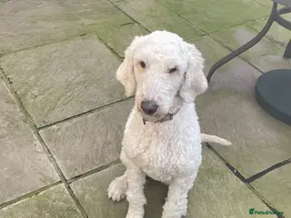 Goldendoodle dogs Female golden doodle for sale - Advert 1