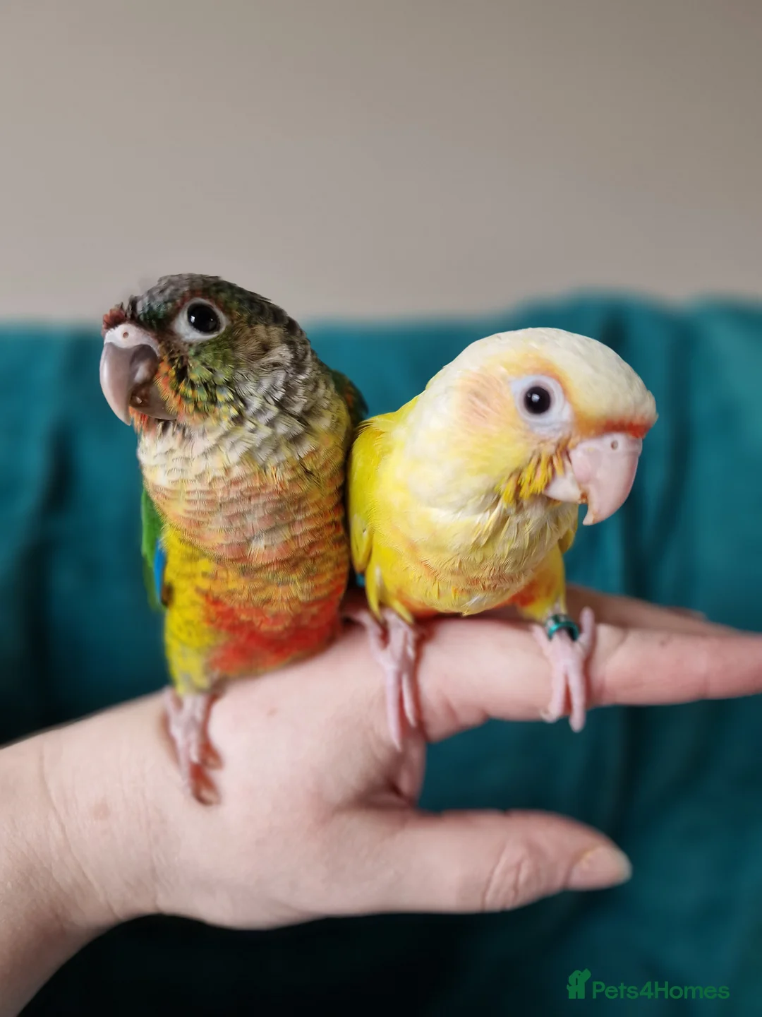 Conures birds for sale: Adorable fully hand reared baby conures!!  - Advert 10