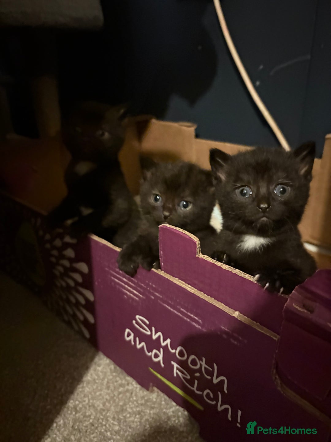 Mixed Breed cats for sale: Black and white kittens  - Advert 6