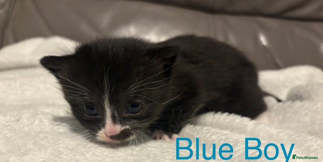 Mixed Breed cats for sale: Only Two Adorable Kittens Left! - Image 10