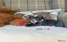 Staffordshire Bull Terrier dogs for sale: STAFFORDSHIRE BULL TERRIERS💚 - Image 3